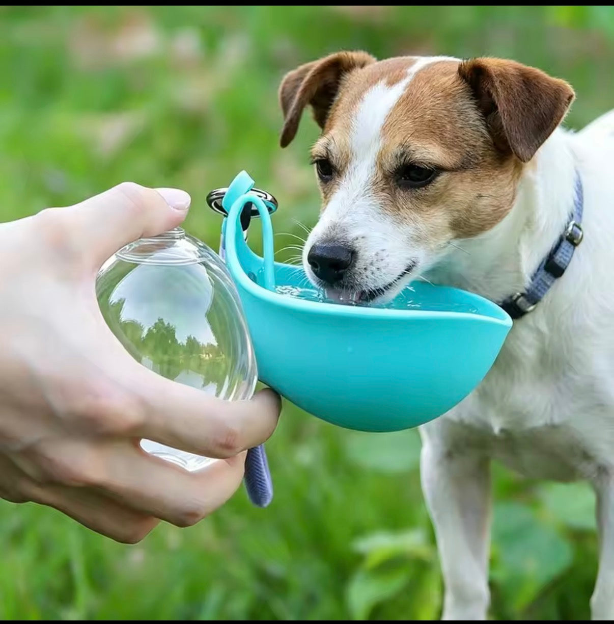 Leak-Proof Stainless Steel Dog Water Bottle